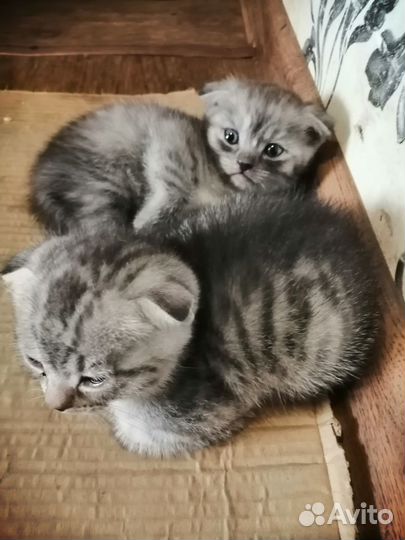 Продам британских котят вислоушек
