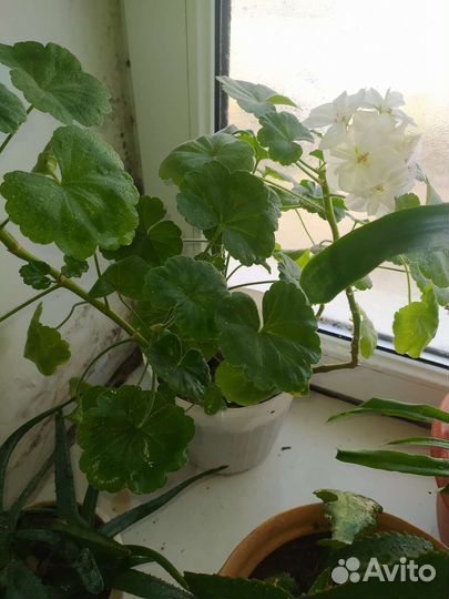 Комнатные цветы