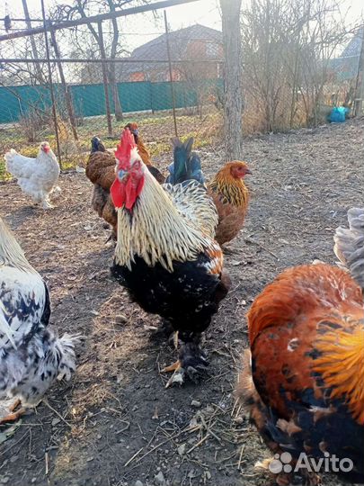 Куры и петухи брама