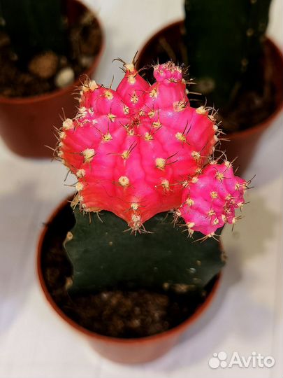 Кактусы и суккуленты редкие экзотические, микс