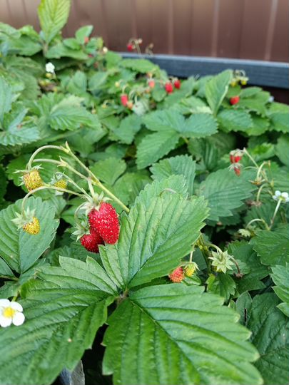 Участок 5 сот. (ИЖС)