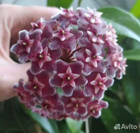 Хойя публикалис