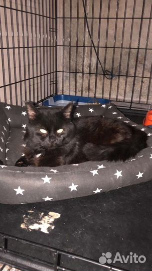 Барон ищет дом