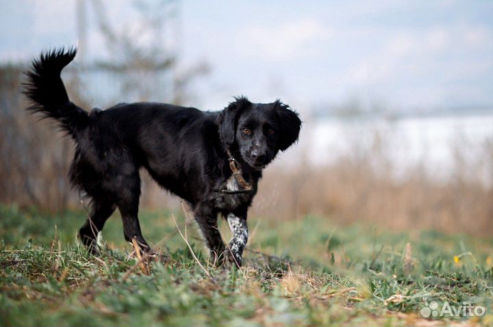 Маленькая собака Джина ищет дом
