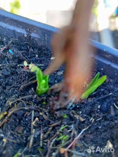 Эстрагон тархун