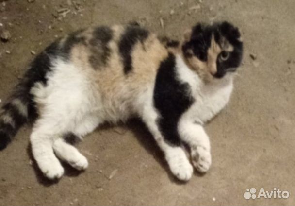 Кошечка вислоушка в добрые руки