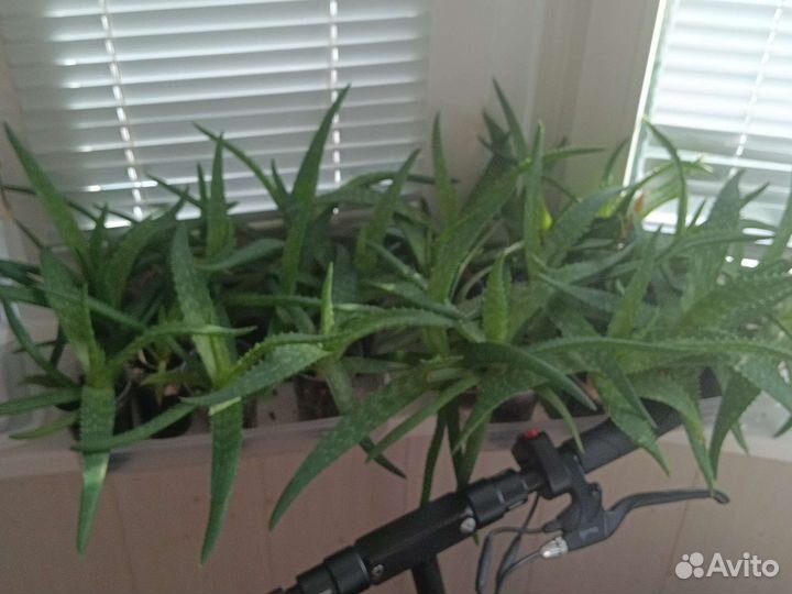 Цветок алое вера