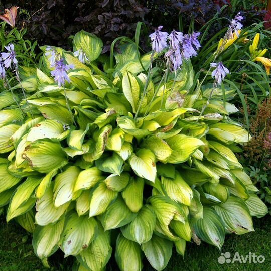 Хоста, деленка, саженец, куст