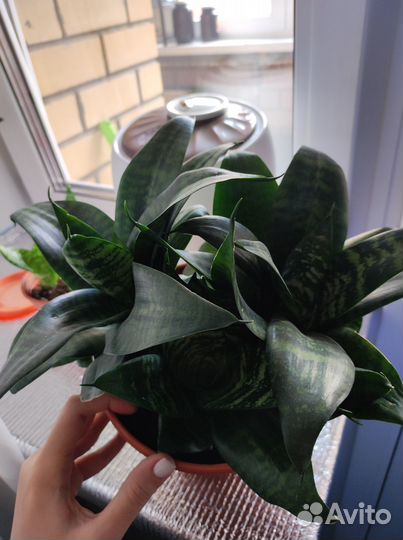 Сансевиерия ханни