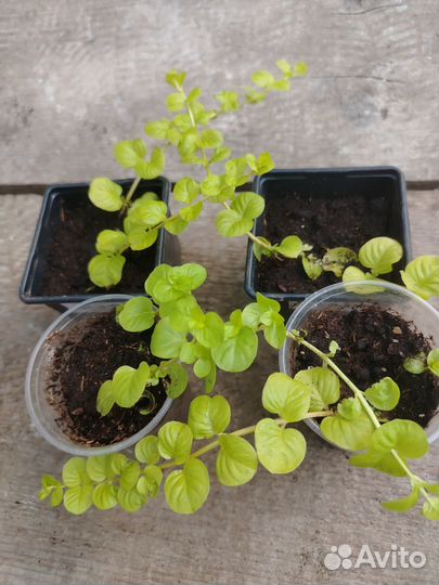 Вербейник монетчатый (лизимахия)