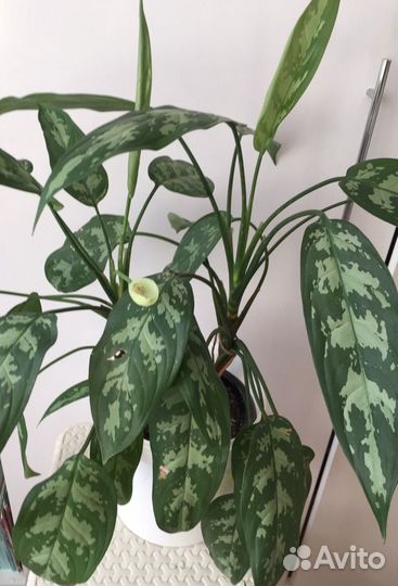 Аглаонема Мария