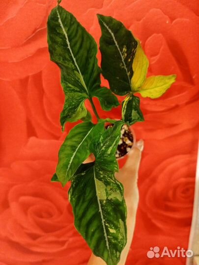 Сингониум Яичница, Клубничный Лёд