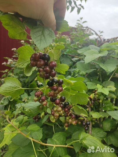 Саженцы черной смородины