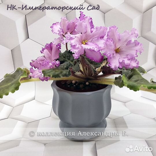 Детки/стартеры сортовых фиалок