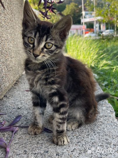 Котенок девочка в добрые руки