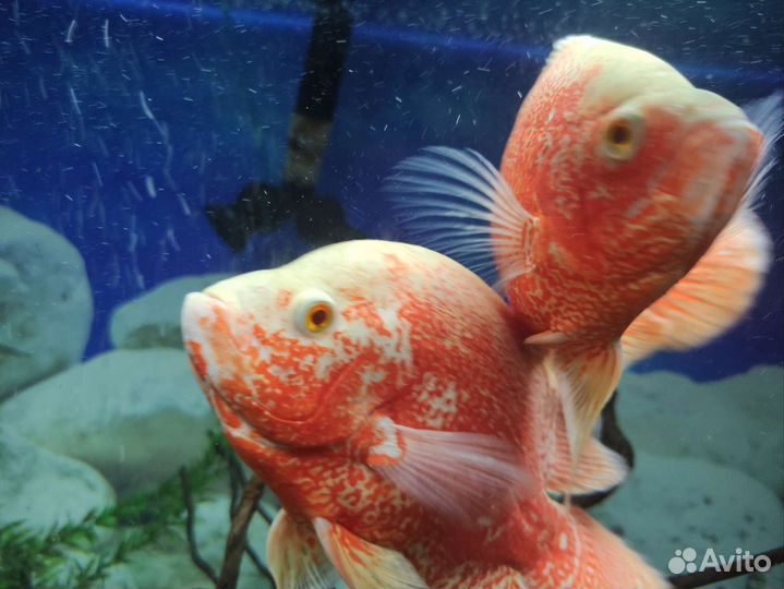 Астронотусы