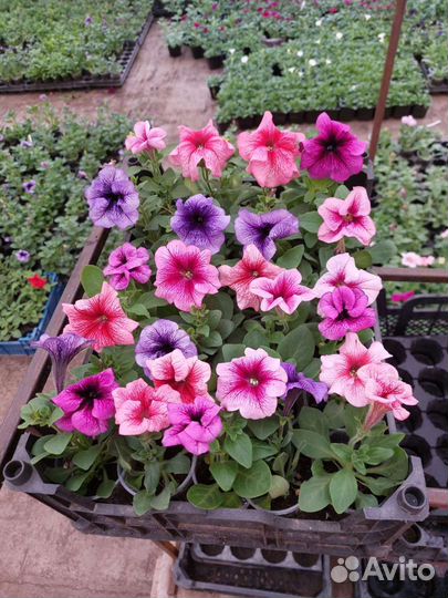 Ящик деревянный для цветов