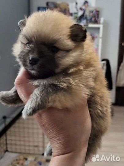 Померанский шпиц щенки