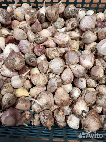 Чеснок для посадки