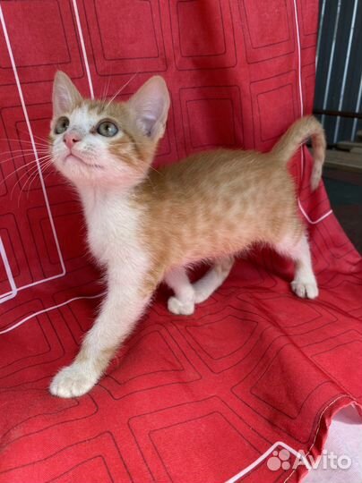 Милашки-мальчишки рыжулики