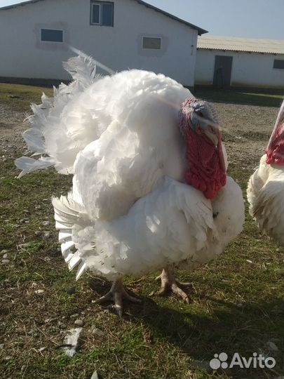 Индюки домашние