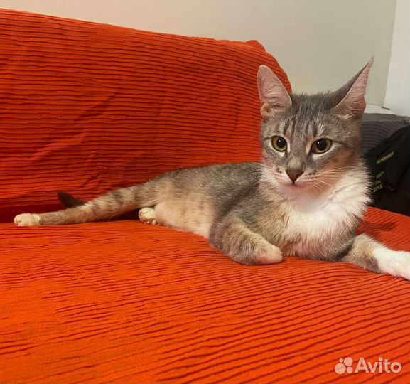 Кошечка Грейс из гаражей. Принцесса ждёт чудо