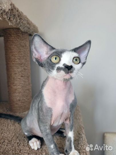 Котята девон-рекс