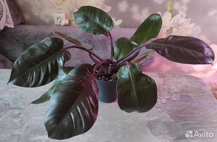 Филодендрон биркин и черный кардил, ред сан