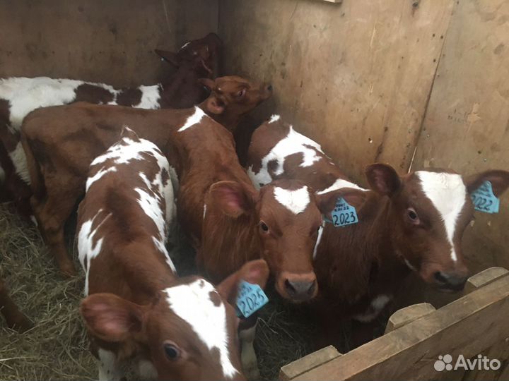 Помесные сементалы