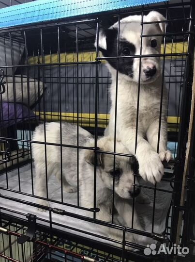 Перевозка животных Ставропольский край-Москва-спб