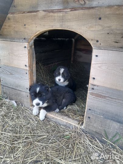 Кавказская овчарка продажа щенков