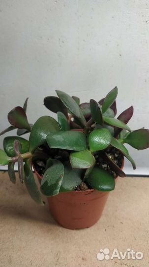 Крассула толстянка денежное дерево суккуленты