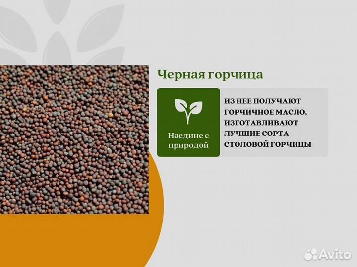 Чёрная горчица (кг)