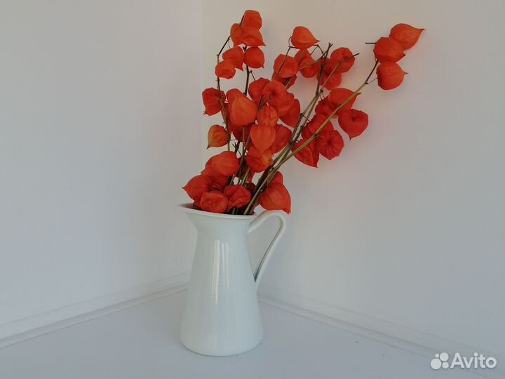 Сухоцветы, физалис, букет