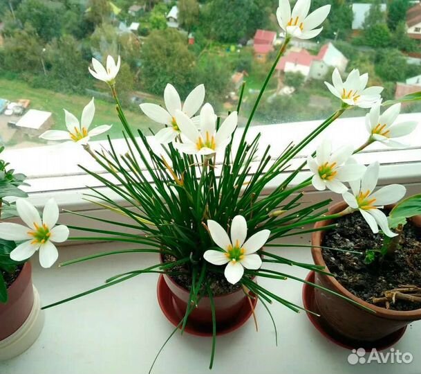 Зефирантес выскочка белая и розовая