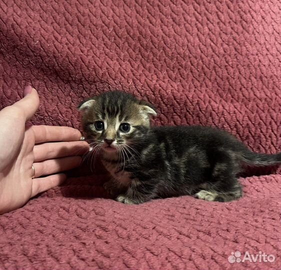 Котята манчкин