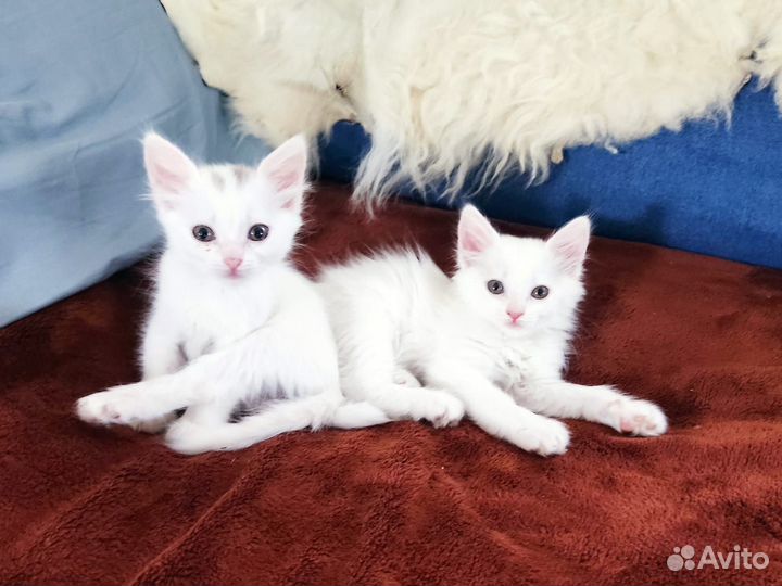 Отдаем котят