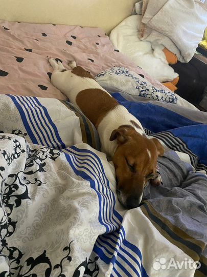 Вязка джек рассел терьер