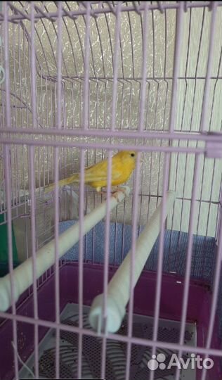 Кенор поющий