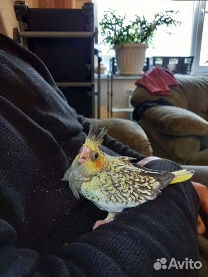 Попугаи корелла