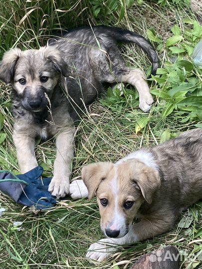 Щенки бесплатно