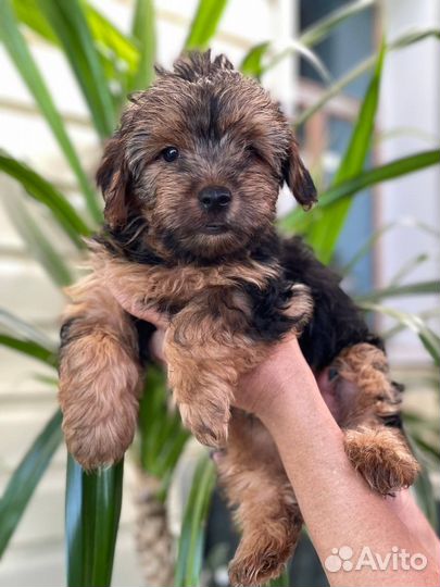 Йоркширский терьер щенки