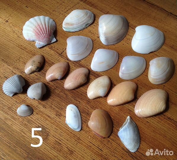 Набор ракушек (20 шт.)