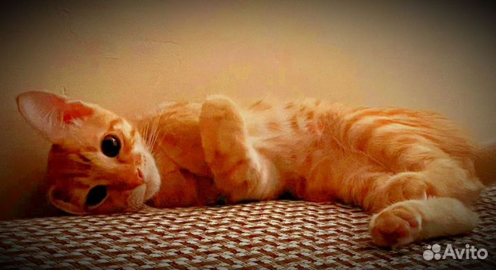 Рыжик в добрые руки