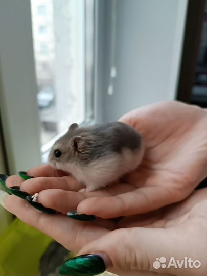 Джунгарский хомяк