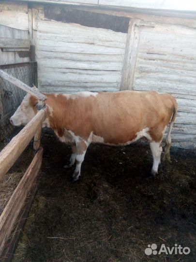 Телка стельная