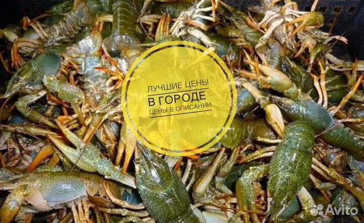 Живые и Вареные Раки бесплатная доставка от 2х кг