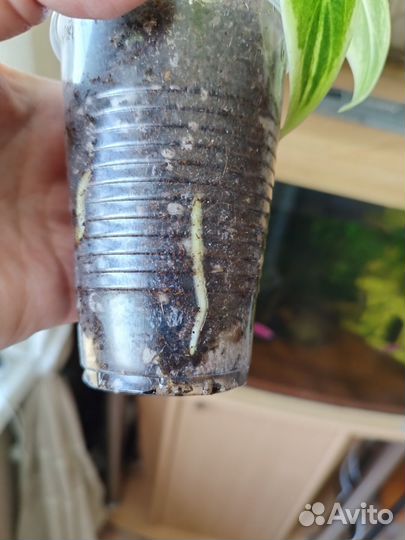 Аглаонема липстик грин