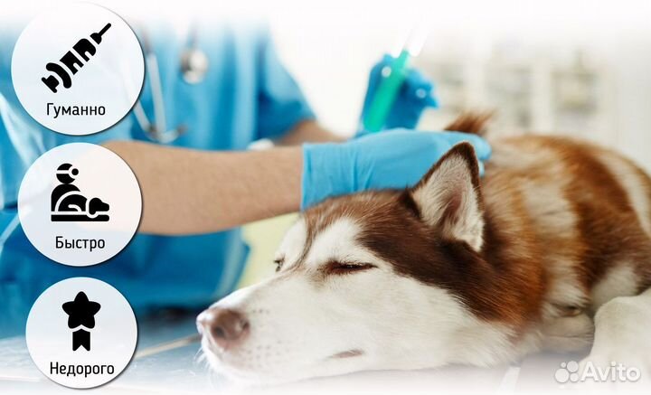 Эвтаназия / усыпление животных/ экзотов / кремация