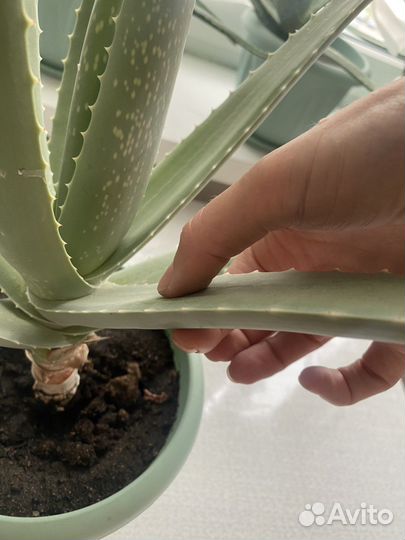 Алоэ вера растение